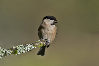 Willow tit