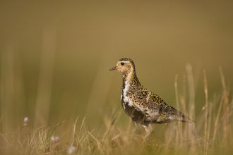 Golden plover