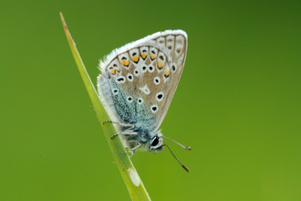 Common blue butterfly