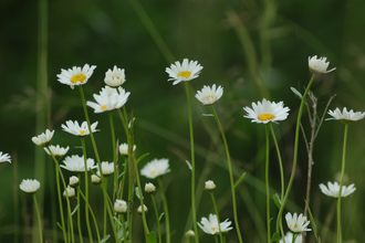 Daisies