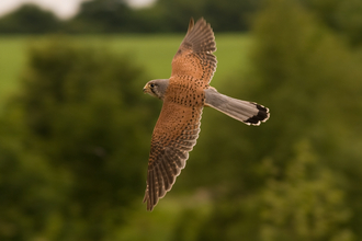 Kestrel