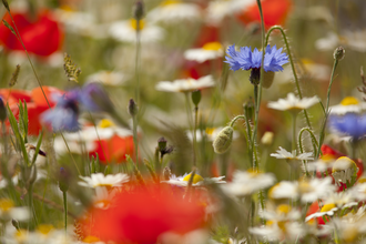 Wildflower meadow