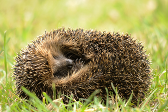 Curled hedgehog in grass