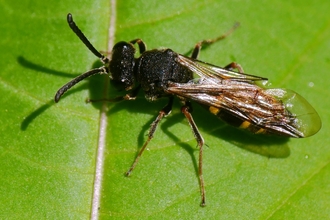 Top down view of large-spurred digger wasp