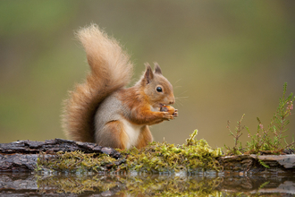 Red squirrel eating acorn Ⓒ Mark Hamblin 