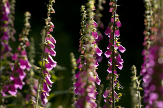 Pink foxgloves by Ross Hoddinott