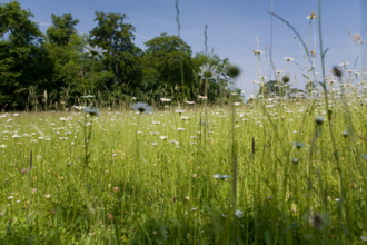 Wildflowers growing in a meadow