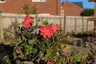 Red flowers growing in a flower bed