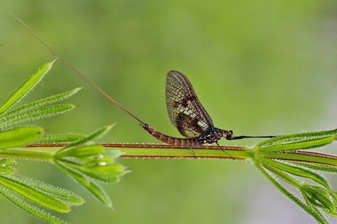 Common mayfly | Greater Manchester Environment Trust