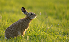 Hare
