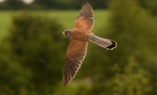 Kestrel