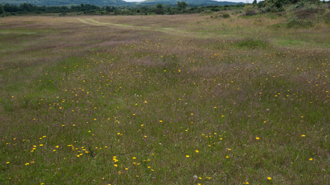 Lowland dry acid grassland