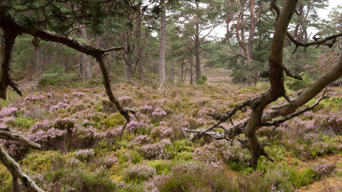 Caledonian forest