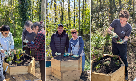 Corporate volunteers from Kier Group helping to plant the Peace Garden