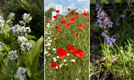 Flowers at Fairfield