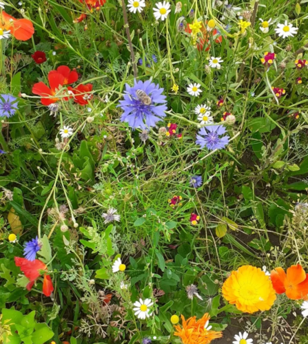 Love Old Trafford Wildflowers.png