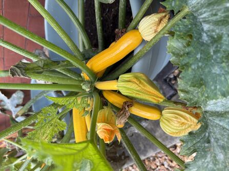 Yuvanis Community Garden