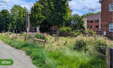 The same grass verge now free of cars, with wooden barriers enclosing a long wildflower meadow
