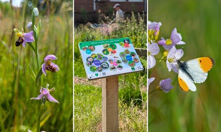 3 images in one: Photo one is of a purple bee orchid, photo two shows a sign displaying all the flora and fauna that can be seen on site, and photo 3 shows and orange and white butterfly on a purple flower.