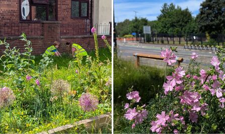 Two photos showing lots of purple flowers: giant alliums, foxgloves and mallows