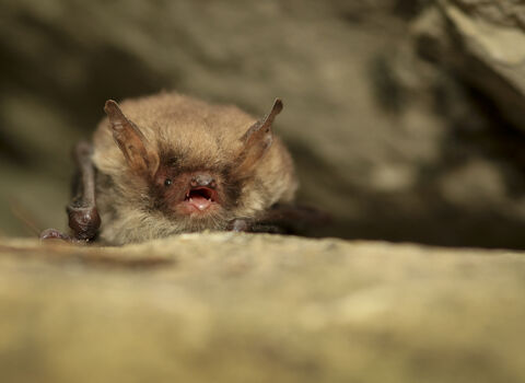 Natterer's bat | Greater Manchester Environment Trust