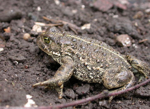 Natterjack Toad