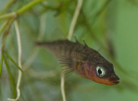 Three-spined stickleback | Greater Manchester Environment Trust