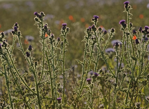 Spear Thistle