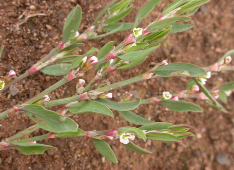 Common Knotgrass