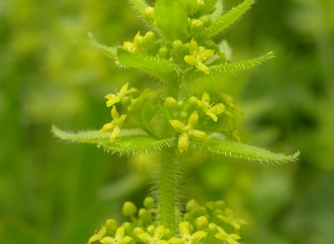 Crosswort