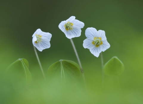 Wood-sorrel