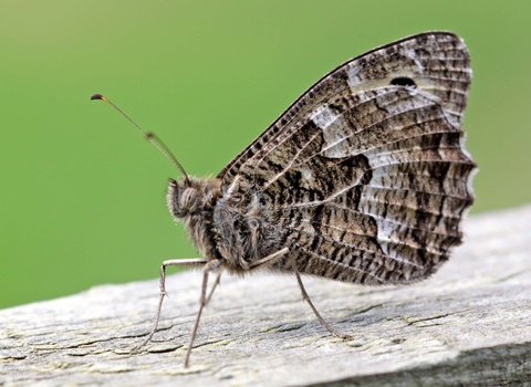 Grayling