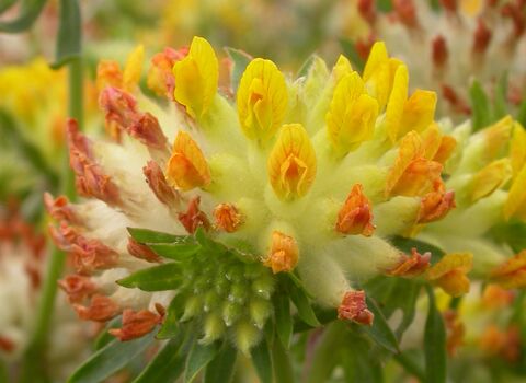 Kidney vetch | Greater Manchester Environment Trust