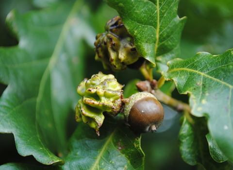 Knopper Gall