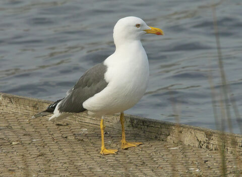 Lesser black-backed gull | Greater Manchester Environment Trust