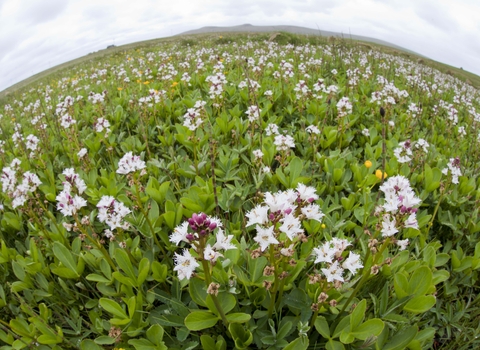 Bogbean