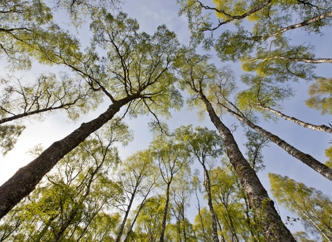 Silver Birch