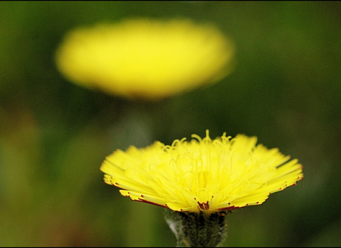 Mouse-ear Hawkweed
