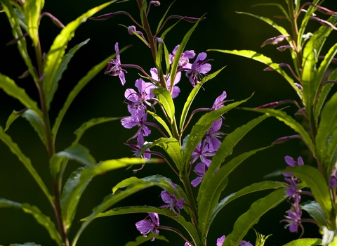Rosebay Willowherb
