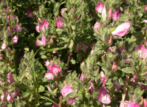Common Restharrow