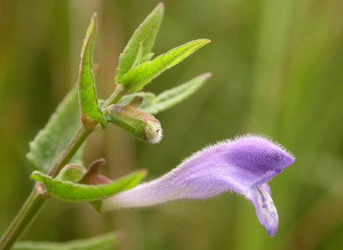 Skullcap