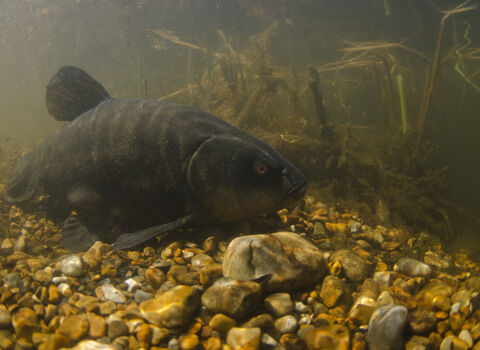 Tench | Greater Manchester Environment Trust