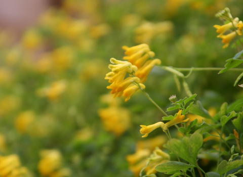 Yellow Corydalis