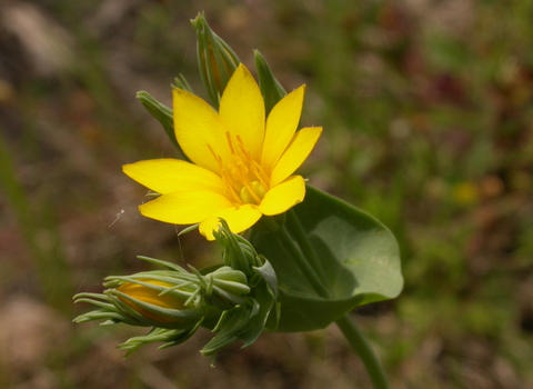 Yellow-wort