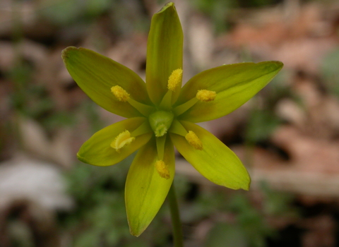Yellow Star-of-Bethlehem