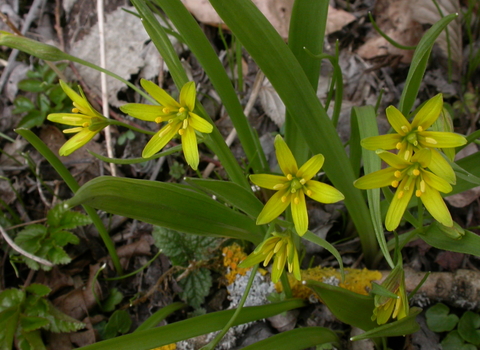 Yellow Star-of-Bethlehem
