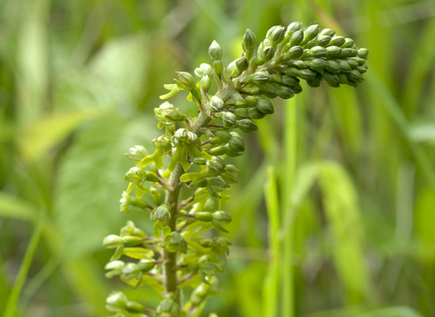 Common Twayblade