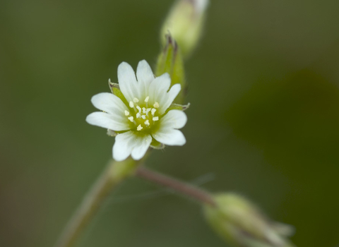 Common Mouse-ear