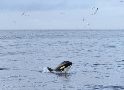 Orca