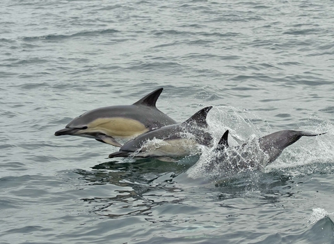 Common Dolphin